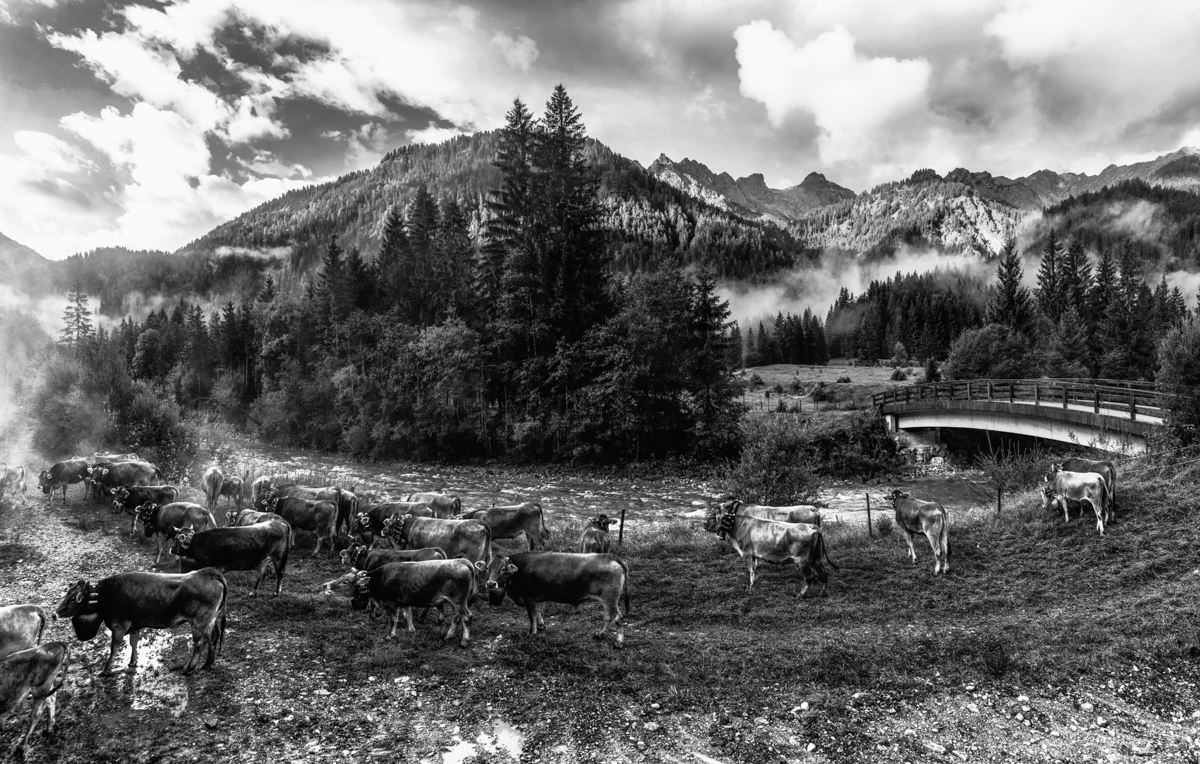 Panorama Allgäu Alpen Berge Kuh Braunvieh Vieh Rind Rinder Kühe Viehscheid Alp Alm Abtrieb Bergsommer Hinterstein Oberallgäu grün