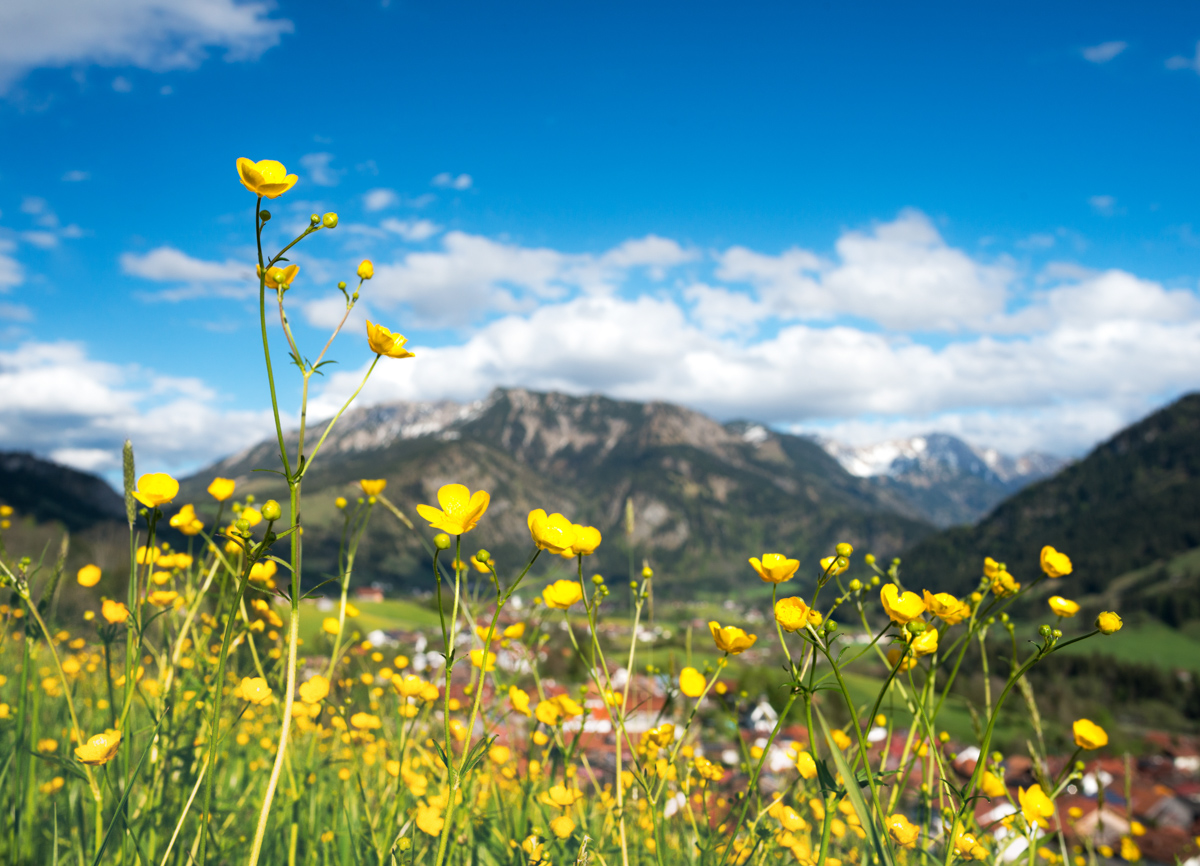blumenbilder blumen Allgäu Alpen Berge Hindelang Frühling Bad Oberdorf Iseler Blumen Oberallgäu grüne wiesen blauer himmel gelb sonne