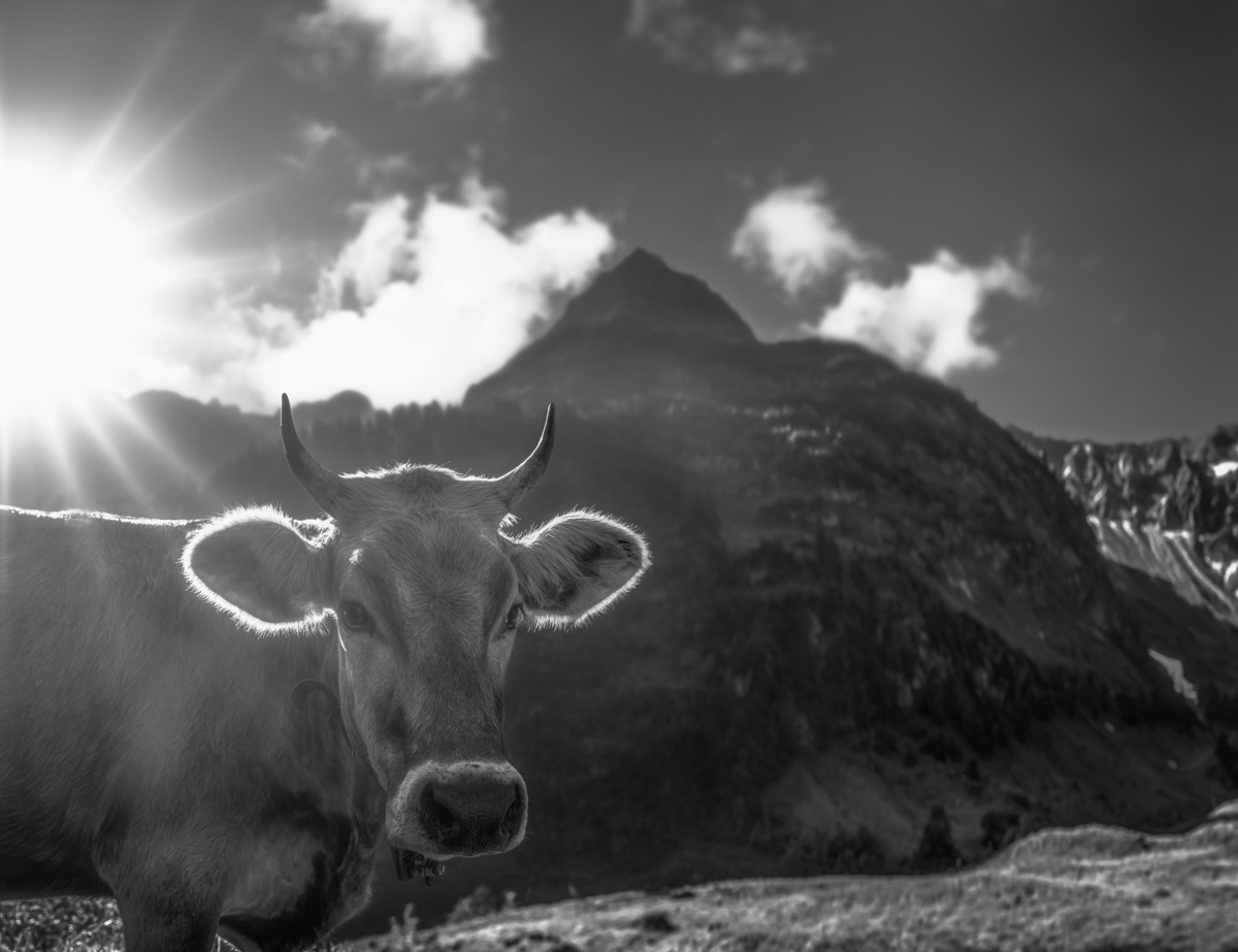 kuhbilder leinwand sepia wandbilder foto kaufen Berge Kuh Braunvieh Vieh Rind Rinder Kühe Viehscheid Alp Alm Abtrieb Bergsommer Hinterstein Oberallgäu wiesen himmel sonne