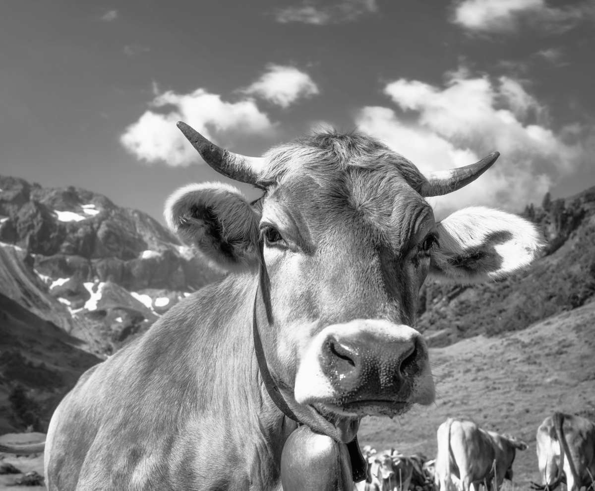 kuhbilder leinwand sepia wandbilder foto kaufen Berge Kuh Braunvieh Vieh Rind Rinder Kühe Viehscheid Alp Alm Abtrieb Bergsommer Hinterstein Oberallgäu wiesen himmel sonne