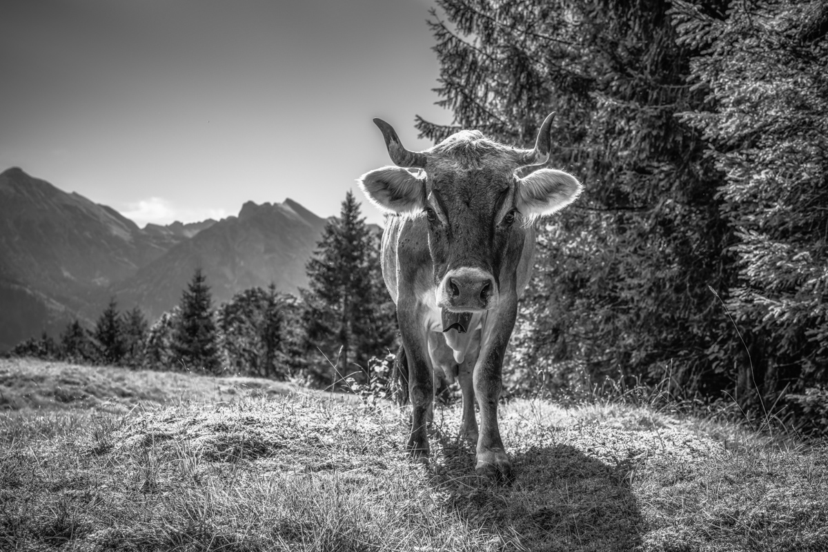 kuhbilder leinwand sepia wandbilder foto kaufen Berge Kuh Braunvieh Vieh Rind Rinder Kühe Viehscheid Alp Alm Abtrieb Bergsommer Hinterstein Oberallgäu wiesen himmel sonne