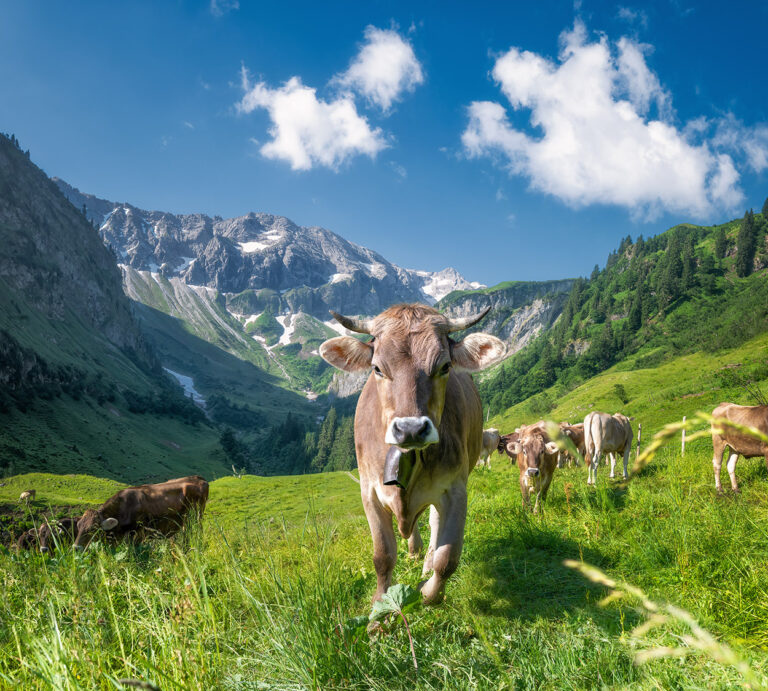 Kuhbilder
