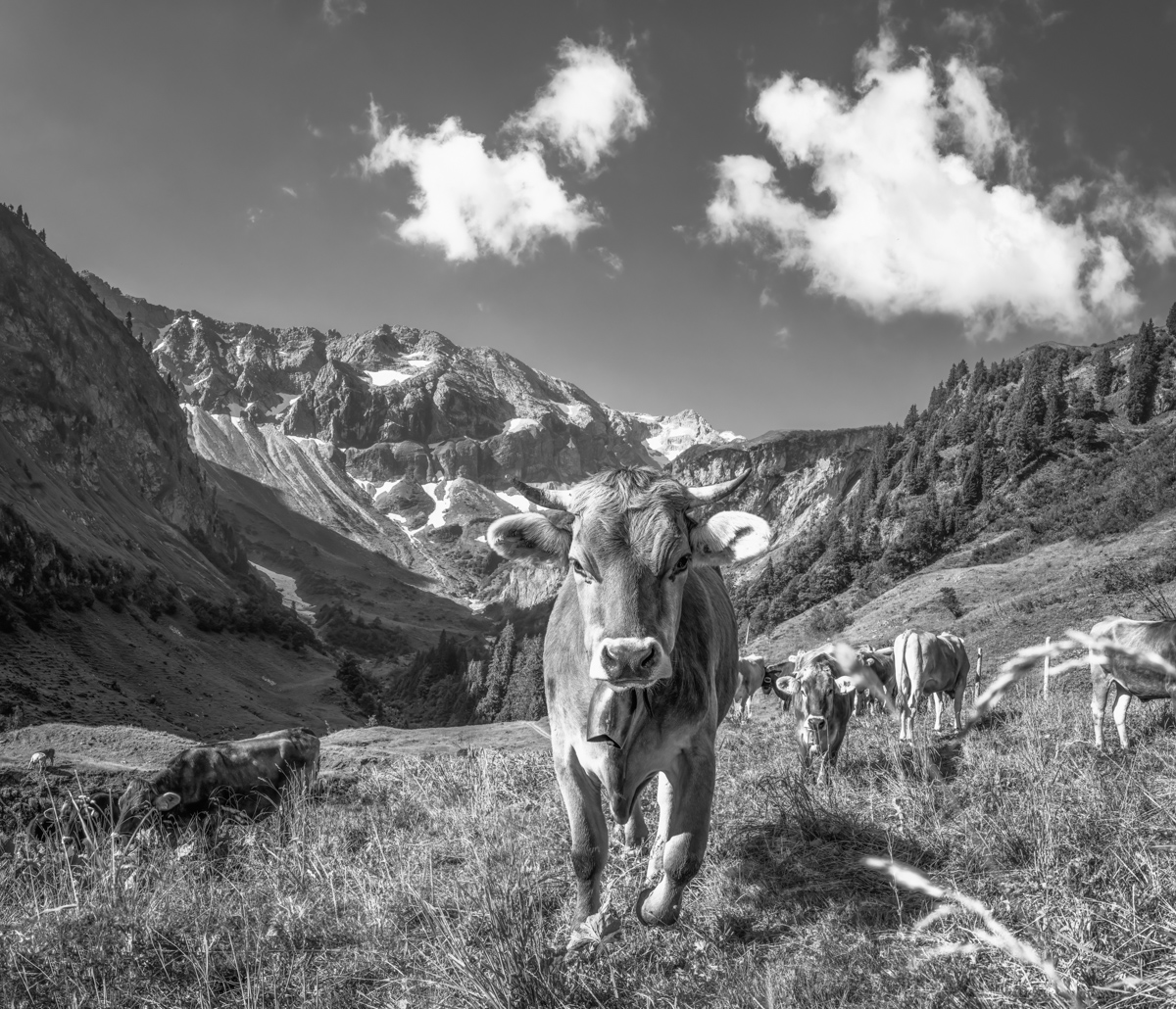 kuhbilder leinwandweiß wandbilder foto kaufen Kuh Bild Allgäu Alpen Berge Kuh Braunvieh Vieh Rind Kühe Viehscheid Alp Alm Bergsommer Bärgündle Hinterstein