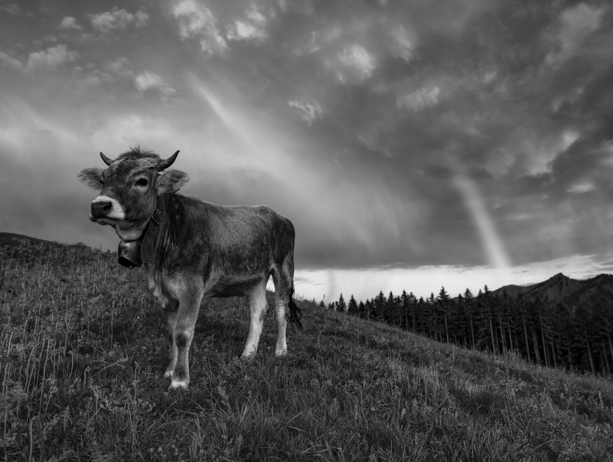 kuhbilder leinwand sepia wandbilder foto kaufen Berge Kuh Braunvieh Vieh Rind Rinder Kühe Viehscheid Alp Alm Abtrieb Bergsommer Regenbogen Oberstdorf Himmel Oberallgäu wiesen himmel