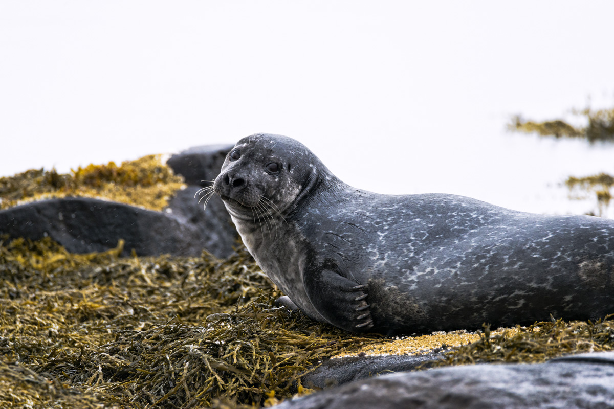 Island Iceland Robbe Seal Sea Meer Schaf Schafe Sheep Sea Meer Hochland Highlands Askja