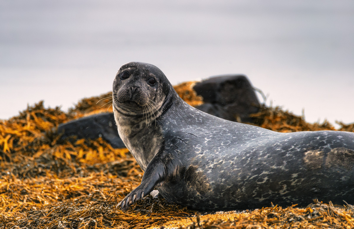 Island Iceland Robbe Seal Sea Meer Schaf Schafe Sheep Sea Meer Hochland Highlands Askja