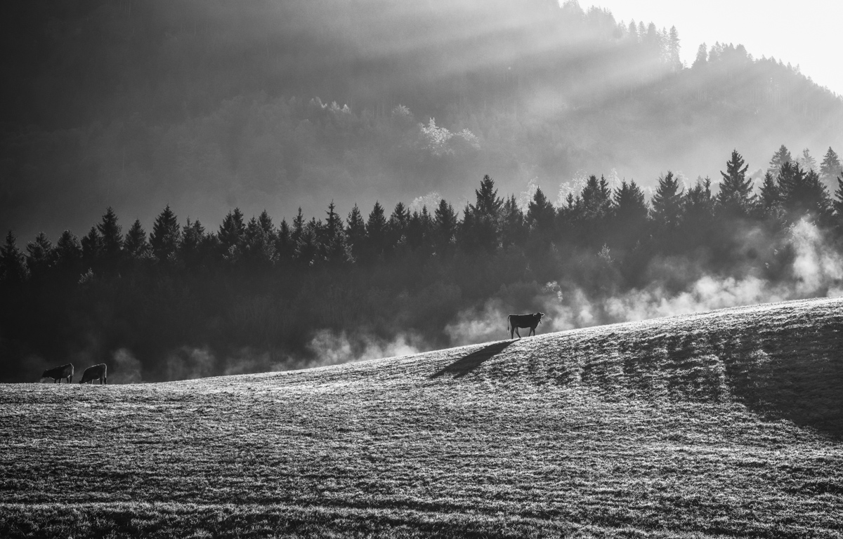 kuhbilder leinwand sepia wandbilder foto kaufen Berge Kuh Braunvieh Vieh Rind Rinder Kühe Viehscheid Alp Alm Abtrieb Bergsommer Oberallgäu
