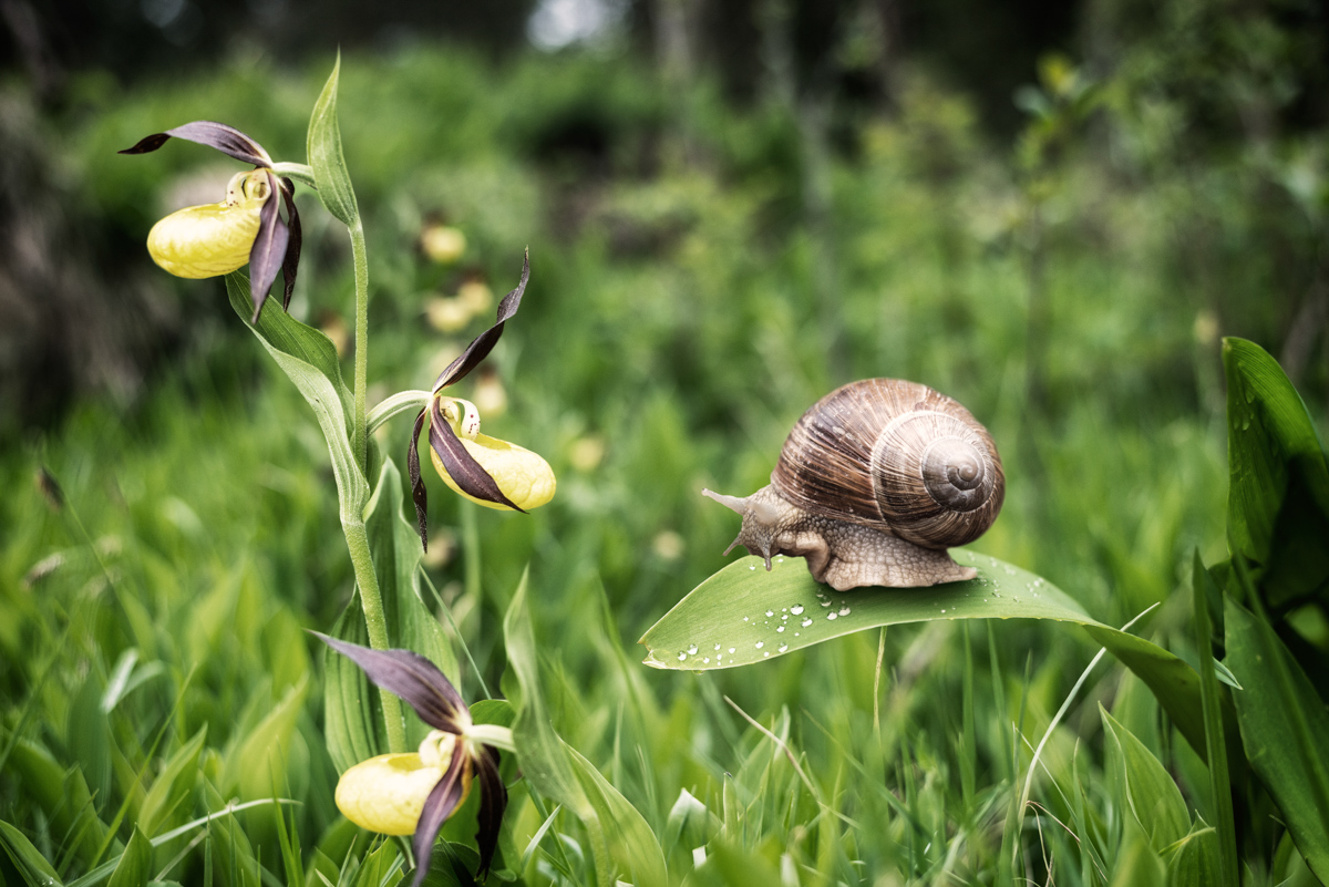 blumenbilder blumen Allgäu Alpen Berge Oberallgäu Schnecke Frauenschuh grün sommer