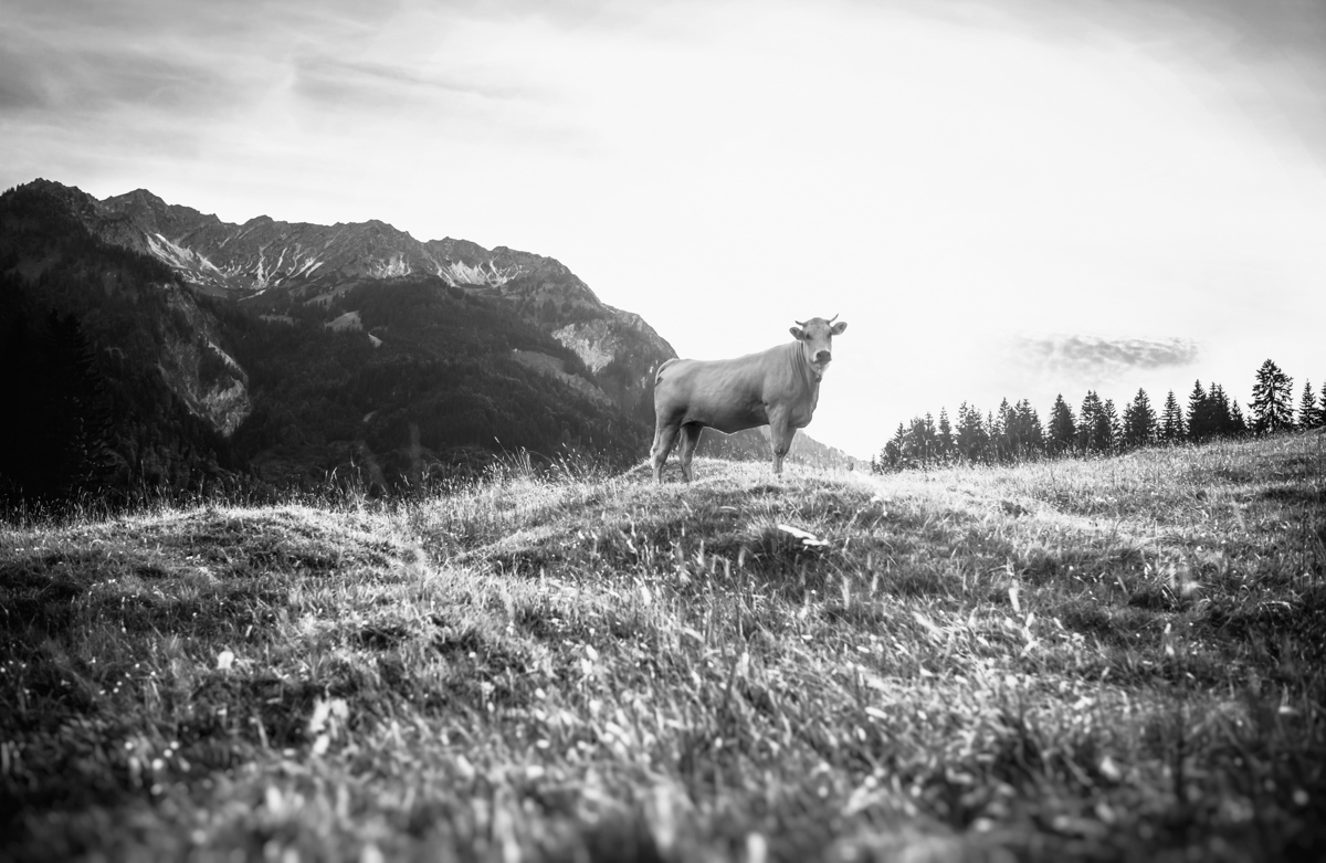 kuhbilder leinwand sepia wandbilder foto kaufen Berge Kuh Braunvieh Vieh Rind Rinder Kühe Viehscheid Alp Alm Abtrieb Bergsommer Oberallgäu wiesen himmel sonne