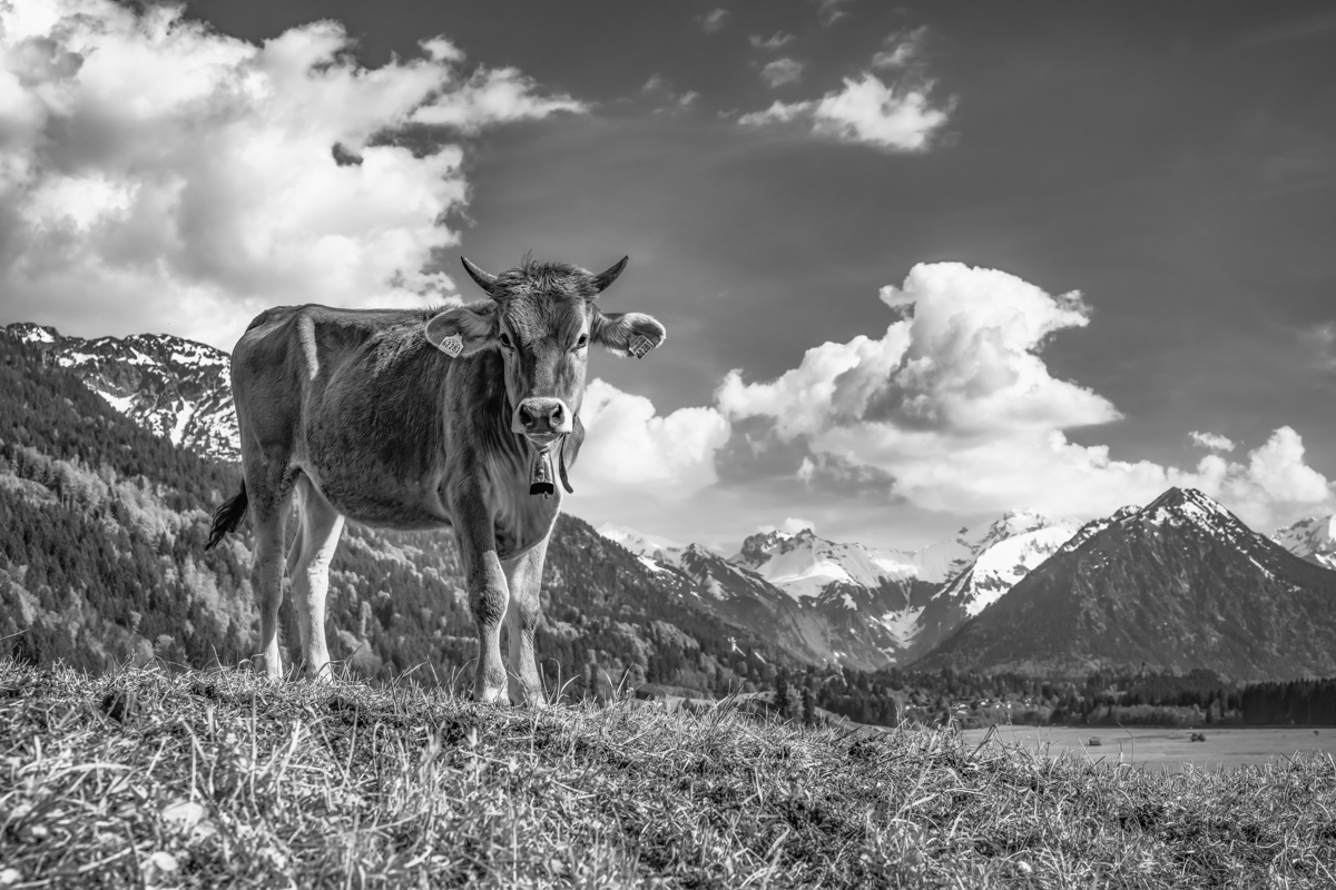 kuhbilder leinwand sepia wandbilder foto kaufen Berge Kuh Braunvieh Vieh Rind Rinder Kühe Viehscheid Alp Alm Abtrieb Bergsommer Oberstdorf Oberallgäu wiesen himmel sonne