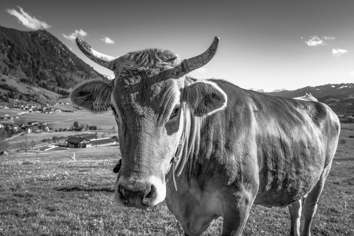 kuhbilder leinwand sepia wandbilder foto kaufen ten Berge Kuh Braunvieh Vieh Rind Rinder Kühe Viehscheid Alp Alm Löwenzahn Frühling Rettenberg Oberallgäu wiesen himmel sonne
