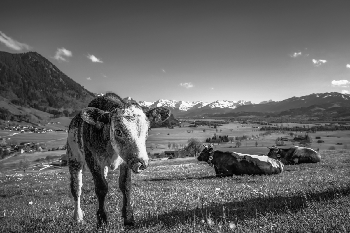 kuhbilder leinwand sepia wandbilder foto kaufen ten Berge Kuh Braunvieh Vieh Rind Rinder Kühe Viehscheid Alp Alm Löwenzahn Frühling Rettenberg Oberallgäu wiesen himmel sonne