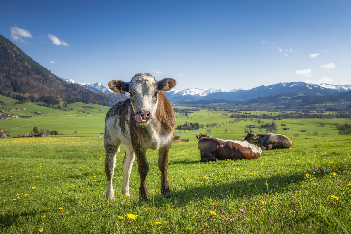 Panorama Allgäu Alpen Grünten Berge Kuh Braunvieh Vieh Rind Rinder Kühe Viehscheid Alp Alm Löwenzahn Frühling Rettenberg Oberallgäu grüne wiesen blauer himmel sonne