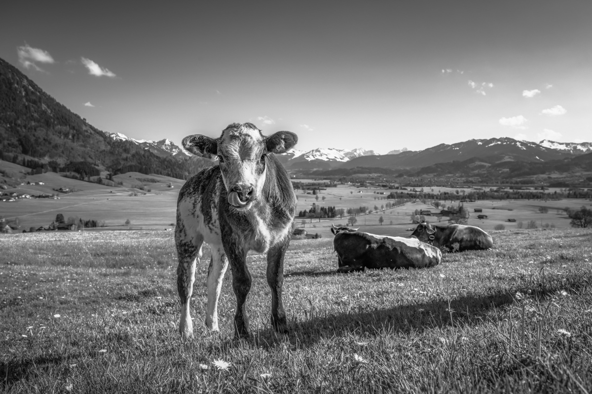 kuhbilder leinwand sepia wandbilder foto kaufen ten Berge Kuh Braunvieh Vieh Rind Rinder Kühe Viehscheid Alp Alm Löwenzahn Frühling Rettenberg Oberallgäu wiesen himmel sonne