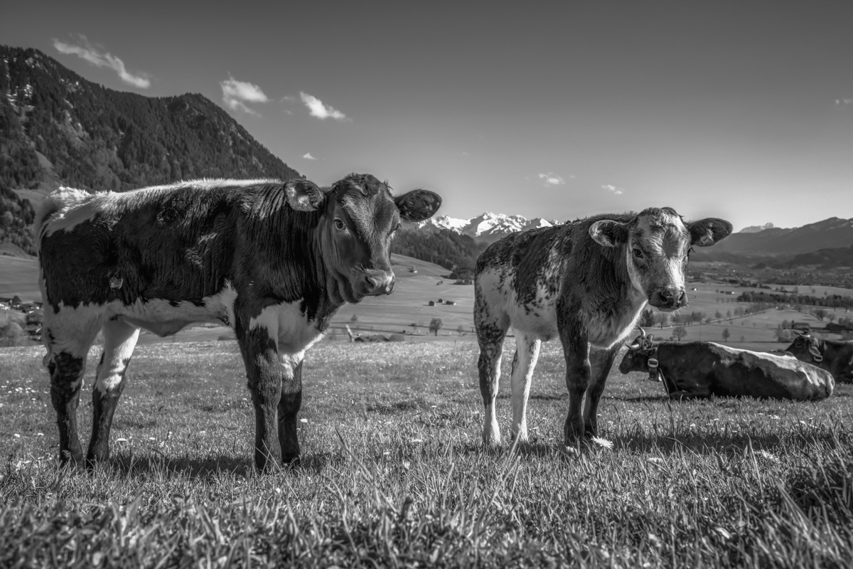 kuhbilder leinwand sepia wandbilder foto kaufen ten Berge Kuh Braunvieh Vieh Rind Rinder Kühe Viehscheid Alp Alm Löwenzahn Frühling Rettenberg Oberallgäu wiesen himmel sonne