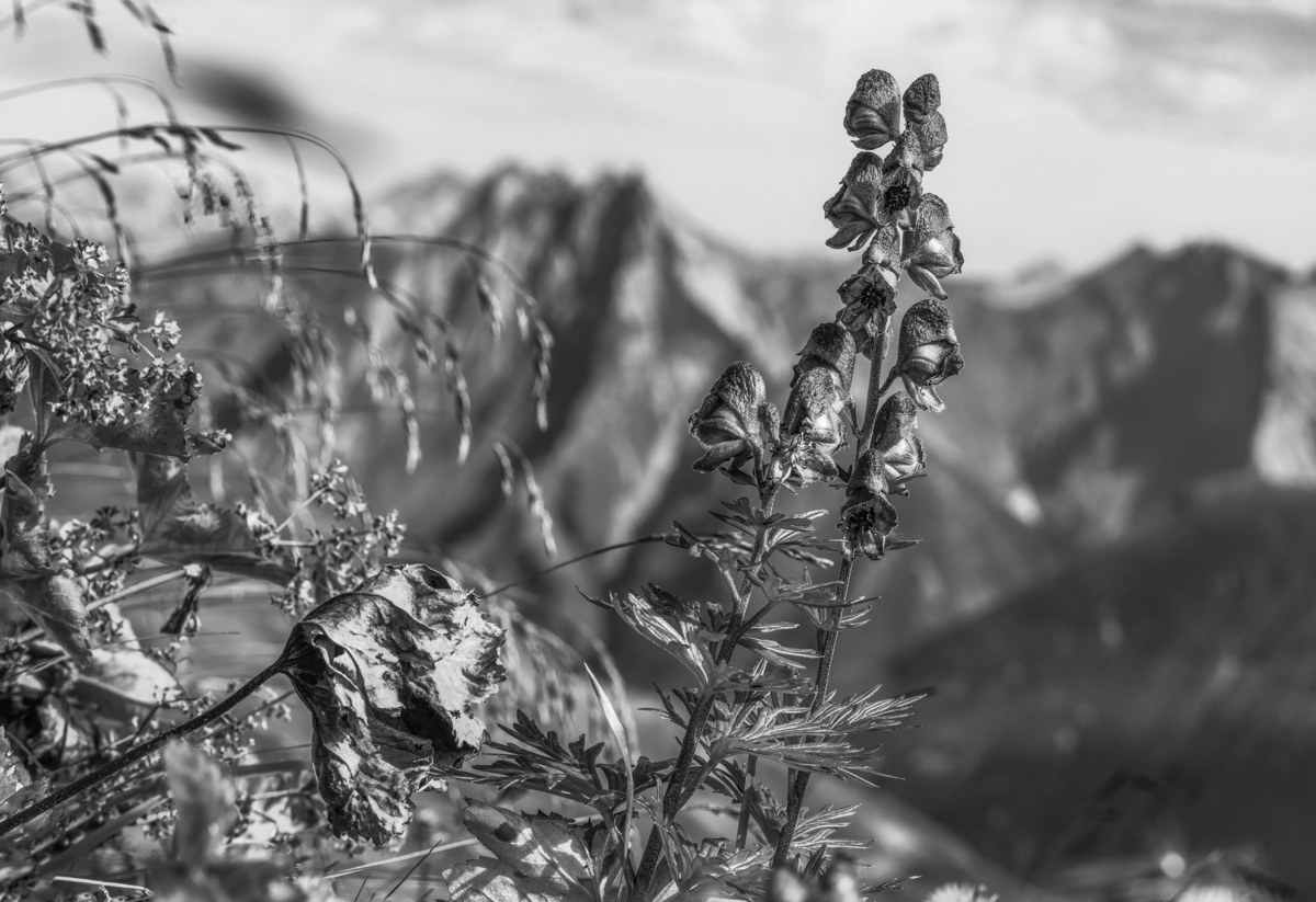 blumenbilder blumen Allgäu Alpen Berge Oberstdorf Herbst Autumn Höfats Blumen Bergblumen Oberallgäu orange rot lila