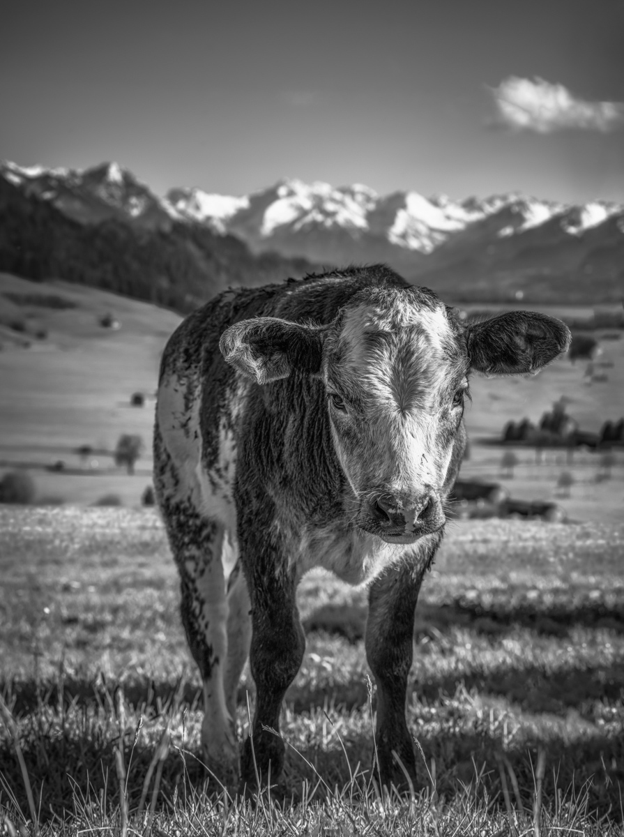 kuhbilder leinwand sepia wandbilder foto kaufen ten Berge Kuh Braunvieh Vieh Rind Rinder Kühe Viehscheid Alp Alm Löwenzahn Frühling Rettenberg Oberallgäu wiesen himmel sonne
