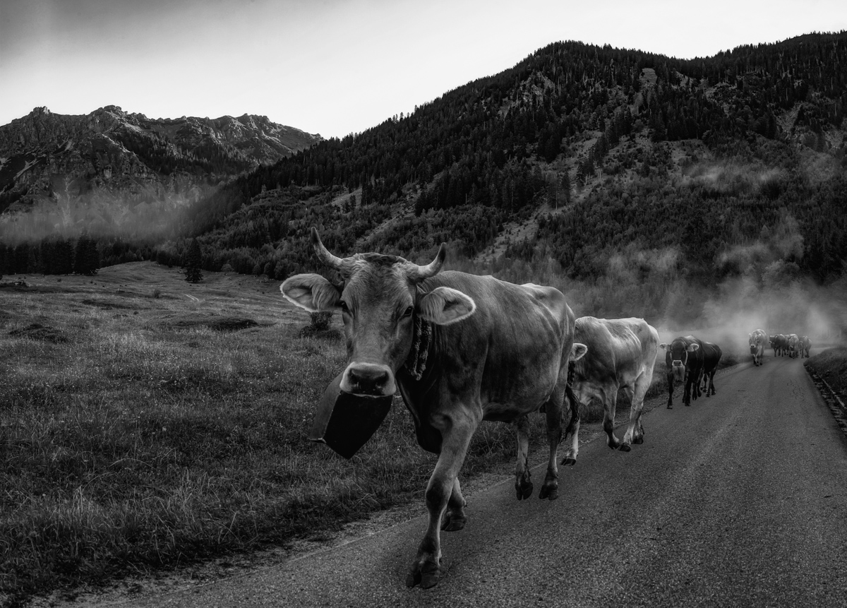 Panorama Allgäu Alpen Berge Kuh Braunvieh Vieh Rind Rinder Kühe Viehscheid Alp Alm Abtrieb Bergsommer Hinterstein Oberallgäu grün schwarz