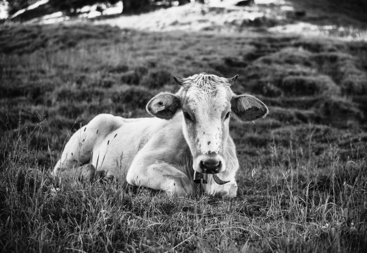kuhbilder leinwand sepia wandbilder foto kaufen Berge Kuh Braunvieh Vieh Rind Rinder Kühe Viehscheid Alp Alm Abtrieb Bergsommer Oberallgäu