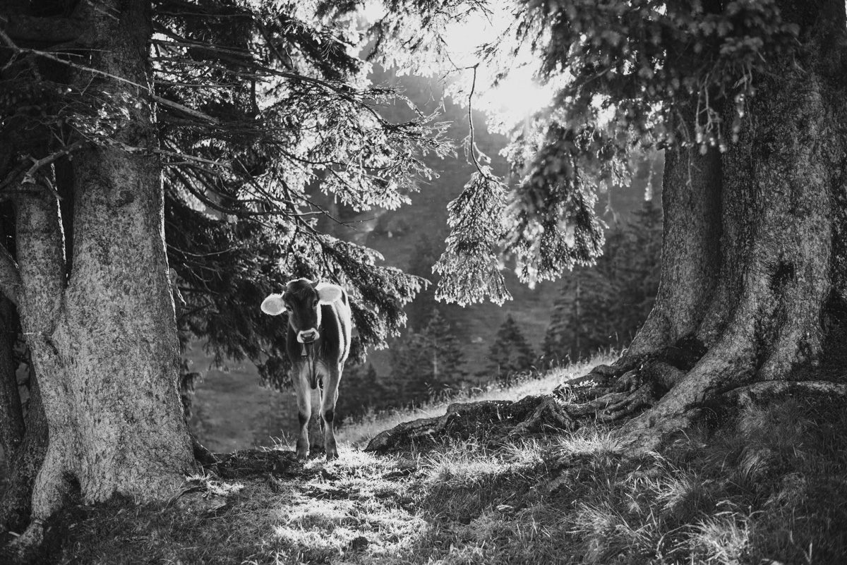 kuhbilder leinwand sepia wandbilder foto kaufen Allgäu Alpen Berge Kuh Braunvieh Vieh Rind Rinder Kühe Viehscheid Alp Alm Abtrieb Bergsommer Oberallgäu