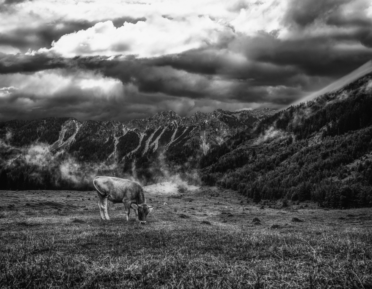 kuhbilder leinwand sepia wandbilder foto kaufen Berge Kuh Braunvieh Vieh Rind Rinder Kühe Viehscheid Alp Alm Abtrieb Bergsommer Hinterstein Oberallgäu weiß