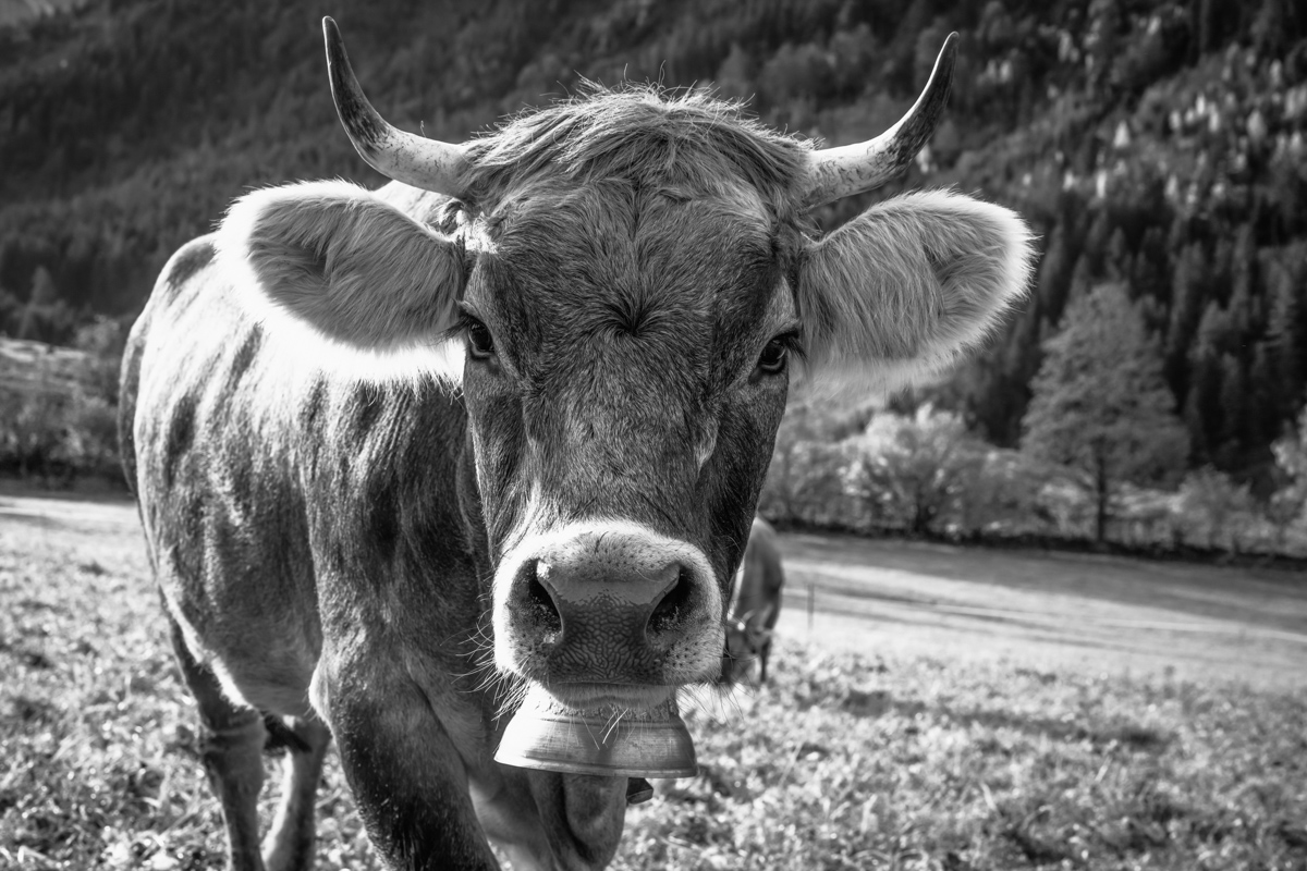 kuhbilder leinwand sepia wandbilder foto kaufen Berge Kuh Braunvieh Vieh Rind Rinder Kühe Viehscheid Alp Alm Abtrieb Herbst Hinterstein Oberallgäu