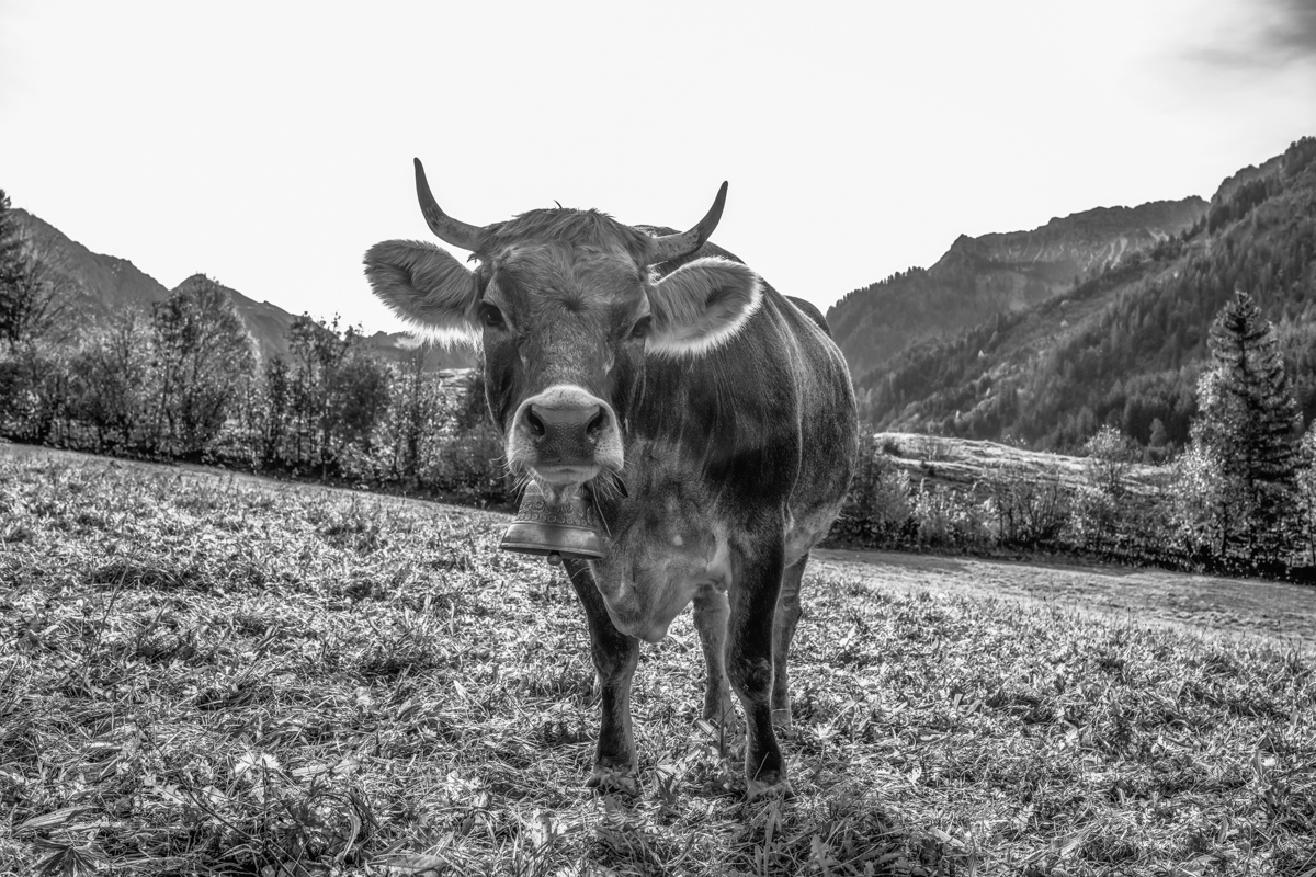 kuhbilder leinwand sepia wandbilder foto kaufen Berge Kuh Braunvieh Vieh Rind Rinder Kühe Viehscheid Alp Alm Abtrieb Herbst Hinterstein Oberallgäu