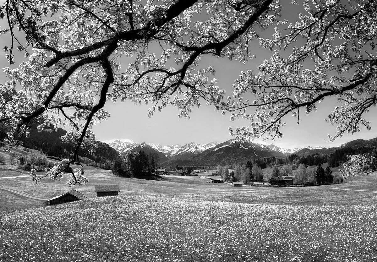 landschafts bild landschaftsbilder Allgäu Alpen Berge Oberstdorf Frühling Spring Blumen Bergblumen Baum Wiese Oberallgäu grüne wiesen blauer himmel gelb sonne