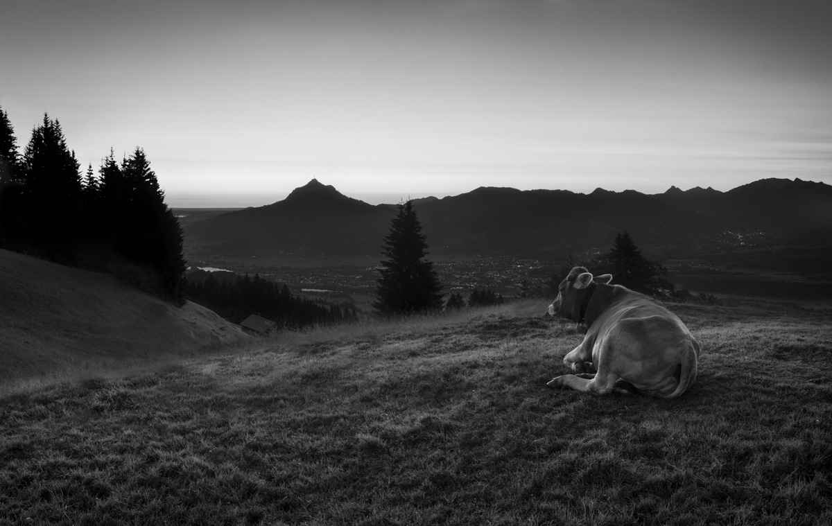 kuhbilder leinwand sepia wandbilder foto kaufen Allgäu Alpen Berge Kuh Braunvieh Vieh Rind Rinder Kühe Viehscheid Alp Alm Abtrieb Bergsommer Oberallgäu