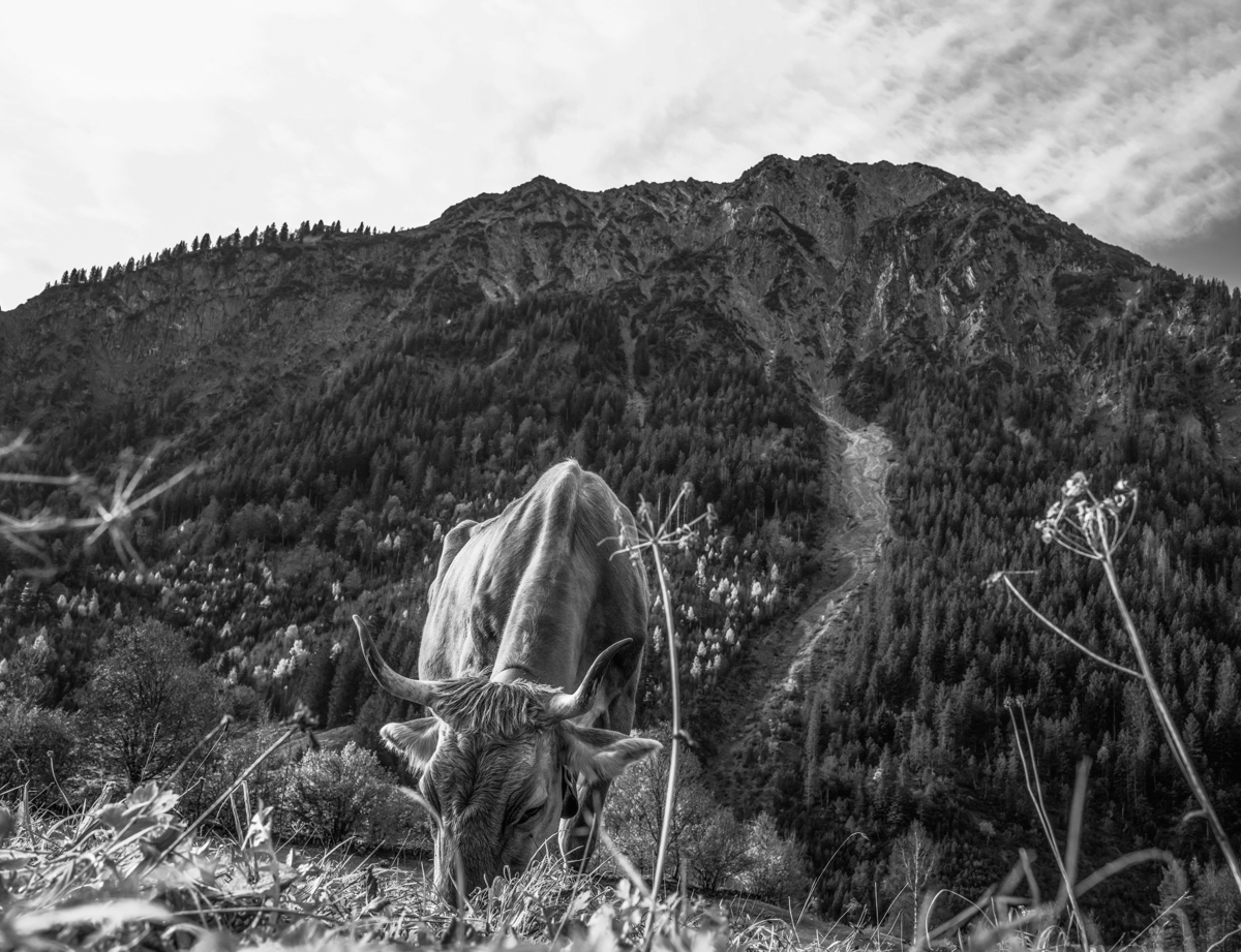 kuhbilder leinwand sepia wandbilder foto kaufen Berge Kuh Braunvieh Vieh Rind Rinder Kühe Viehscheid Alp Alm Abtrieb Herbst Hinterstein Oberallgäu