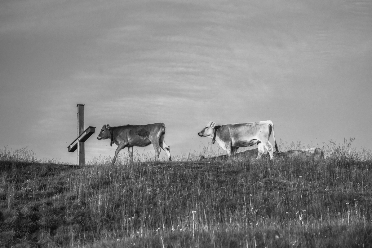 kuhbilder leinwand sepia wandbilder foto kaufen Berge Kuh Braunvieh Vieh Rind Rinder Kühe Viehscheid Alp Alm Abtrieb Bergsommer Oberallgäu himmel sonne