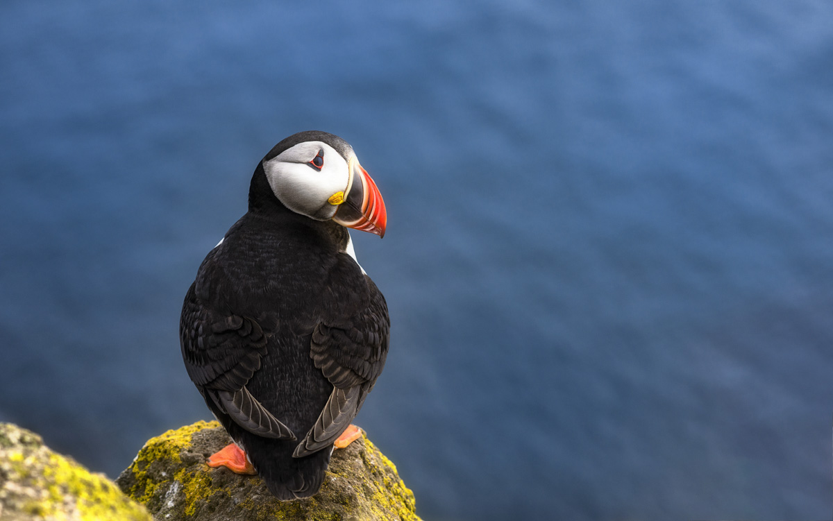 Island Bilder Island Iceland Puffin Papageientaucher Vogel Meer Fels blau