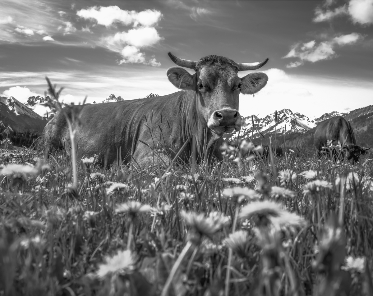 blumenbilder blumen Allgäu Alpen Oberstdorf Berge Kuh Braunvieh Vieh Rind Rinder Kühe Viehscheid Alp Alm Löwenzahn Frühling Rubi Oberallgäu grüne wiesen blauer himmel sonne