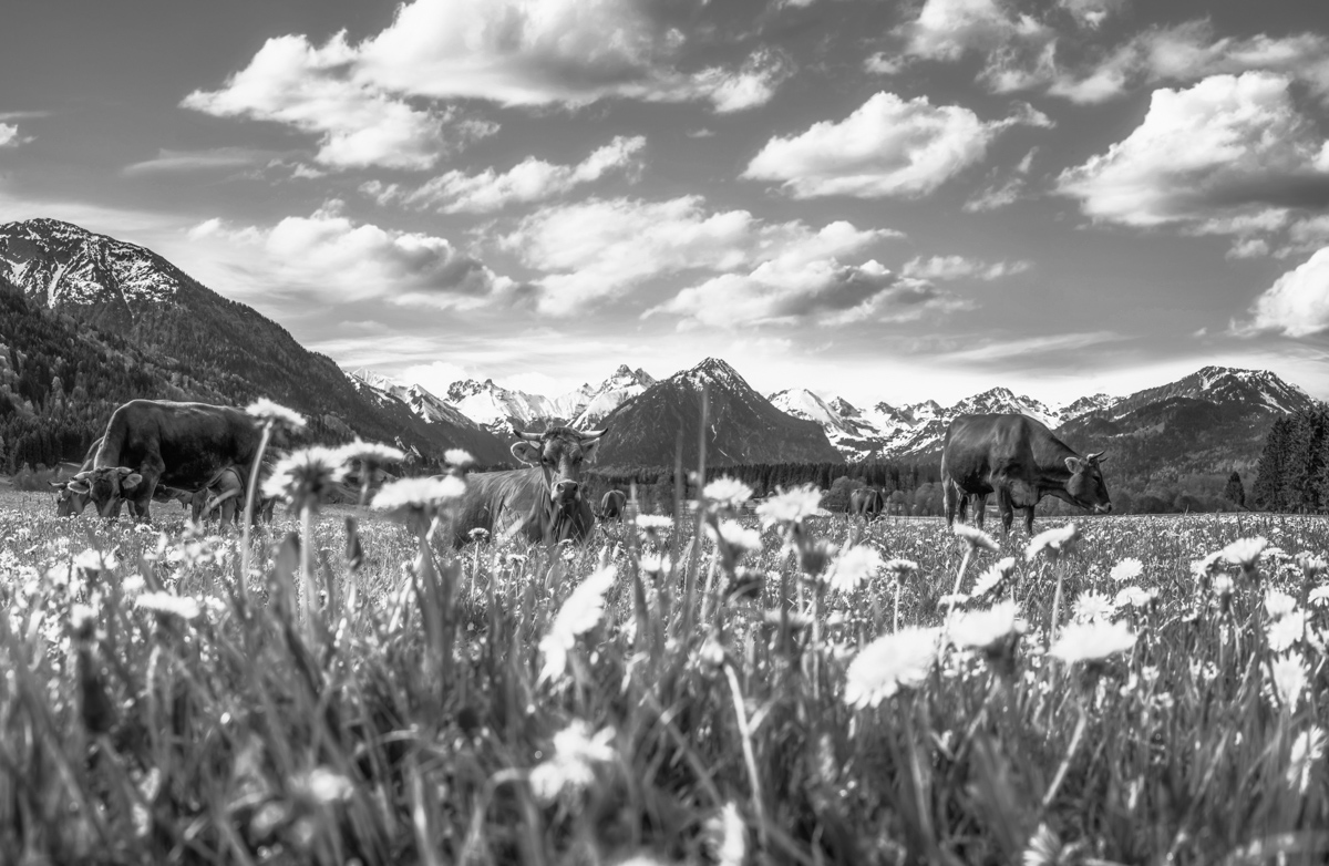 blumenbilder blumen Allgäu Alpen Oberstdorf Berge Kuh Braunvieh Vieh Rind Rinder Kühe Viehscheid Alp Alm Löwenzahn Frühling Rubi Oberallgäu grüne wiesen blauer himmel sonne