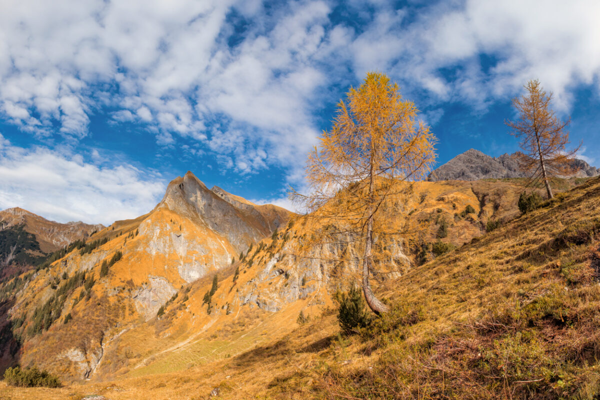 Schneck Herbst bunt baum berge orange blau_