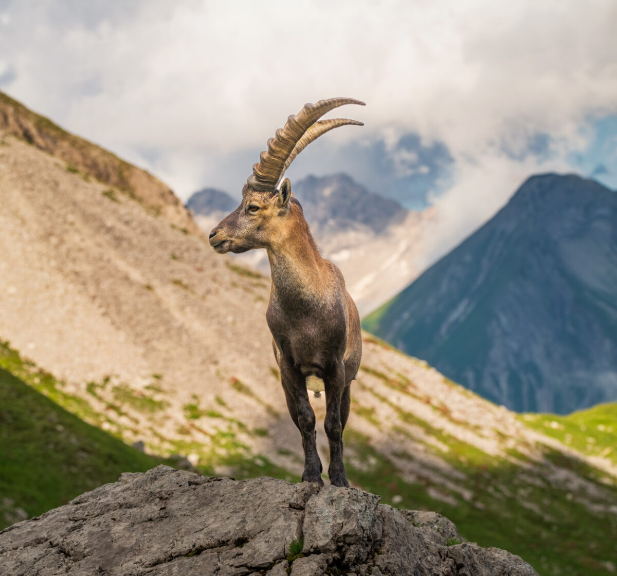 790 steinbock steinböcke allgäu tier bilder grün braun grau mindelheimer hütte Oberstdorf Bieberkopf