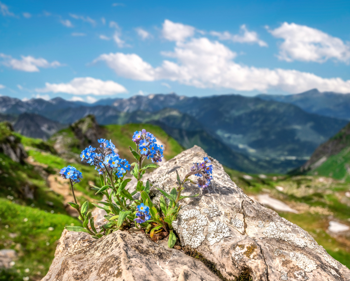 896 Sommer Allgäu Berge blau blumen blumenbilder grün_