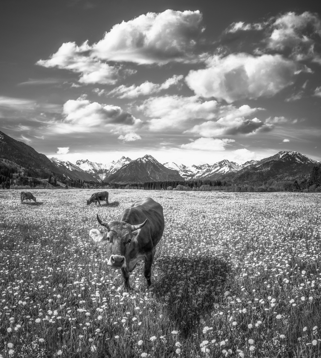 kuhbilder leinwand sepia wandbilder foto kaufen Oberstdorf Berge Kuh Braunvieh Vieh Rind Rinder Kühe Viehscheid Alp Alm Löwenzahn Frühling Rubi Oberallgäu wiesen himmel sonne