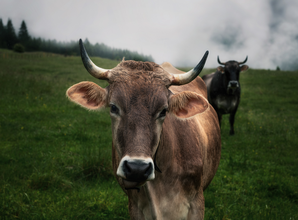 186 Herbst Allgäu Kuh Bild Kuhbilder grün Bad Hindelang Hinterstein