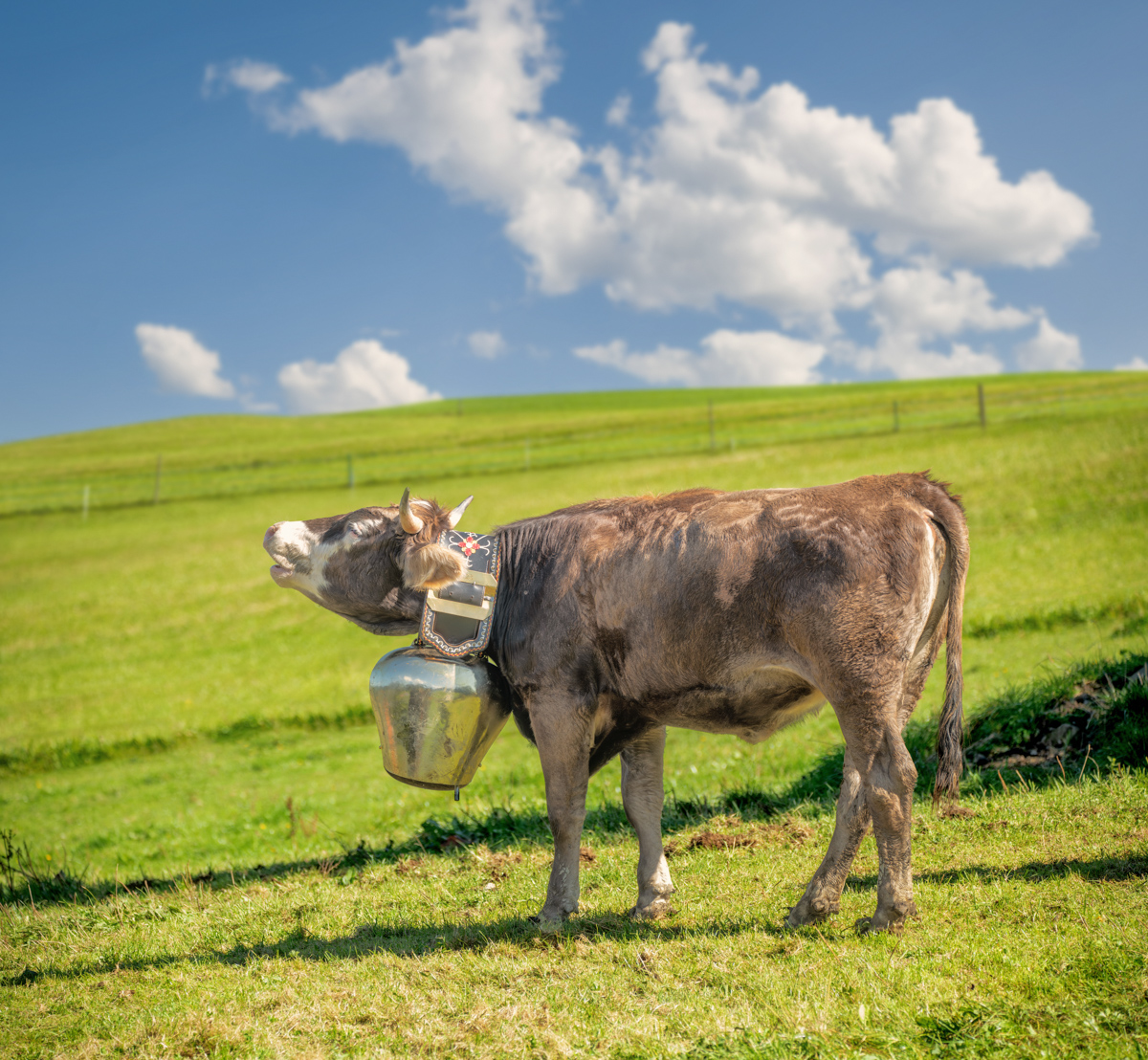 Allgäu Alpen Kuh Braunvieh Vieh Rind Rinder Kühe Viehscheid Alp Alm Abtrieb Bergsommer Obermaiselstein Oberallgäu grün braun