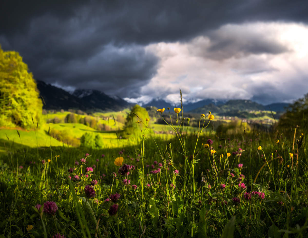 blumenbilder blumen Malerwinkel Gewitter Altstädten Licht Frühling Blumen Löwenzahn Berge Oberallgäu Allgäu grün schwarz gelb