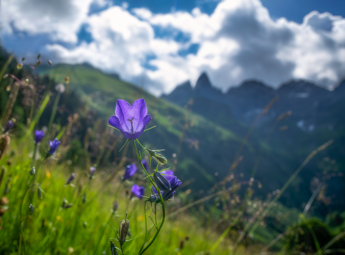 sommer Panorama Allgäu Alpen Berge oberstdorf blumen bergblumen trettach grün blau