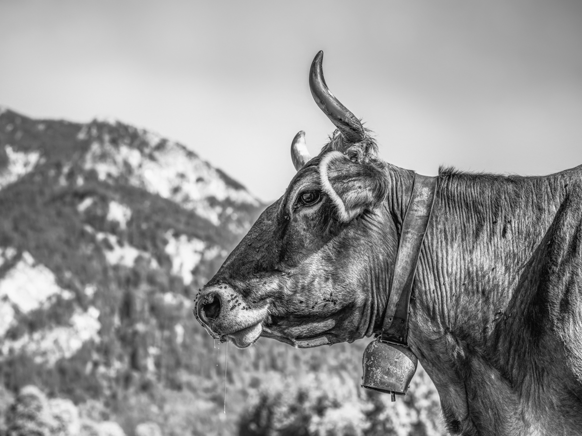 kuhbilder leinwand sepia wandbilder foto kaufen Allgäu Alpen Kuh Braunvieh Vieh Rind Rinder Kühe Alp Alm Löwenzahn Frühling Oberallgäu wiesen himmel