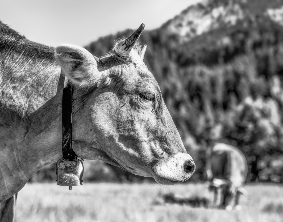 kuhbilder leinwand sepia wandbilder foto kaufen Berge Kuh Braunvieh Vieh Rind Rinder Kühe Bergsommer sommer