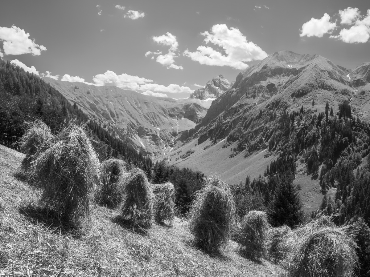Weiß SW Oberstdorf Huinzen Hoibe Feld Bergsommer Mähen Traufbachtal Fürschießer Krottenspitze Grün Wiesen Blauer Himmel Wolken Sommer