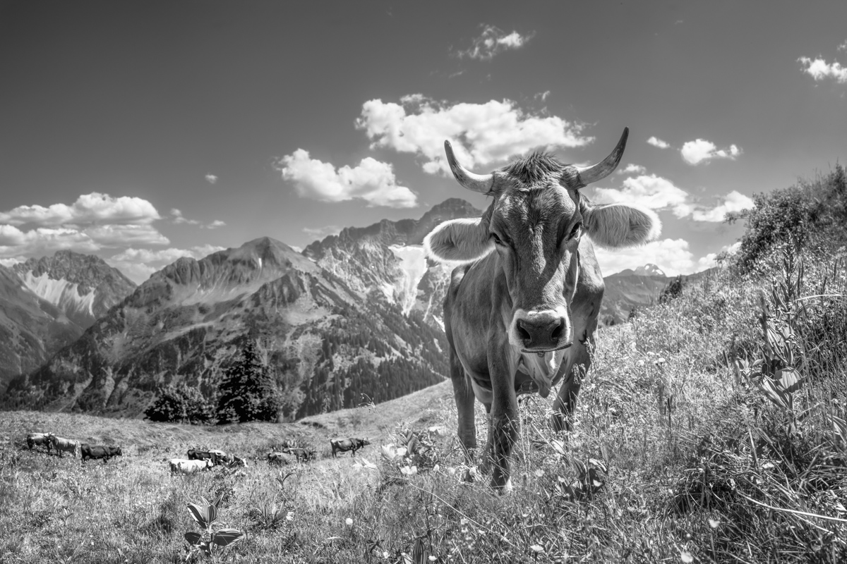 kuhbilder leinwand sepia wandbilder foto kaufen Berge Sommer nebelhorn kuhbild kuh mit Hörnern bergsommer Kleinwalsertal Widderstein Walmendinger Horn wolken
