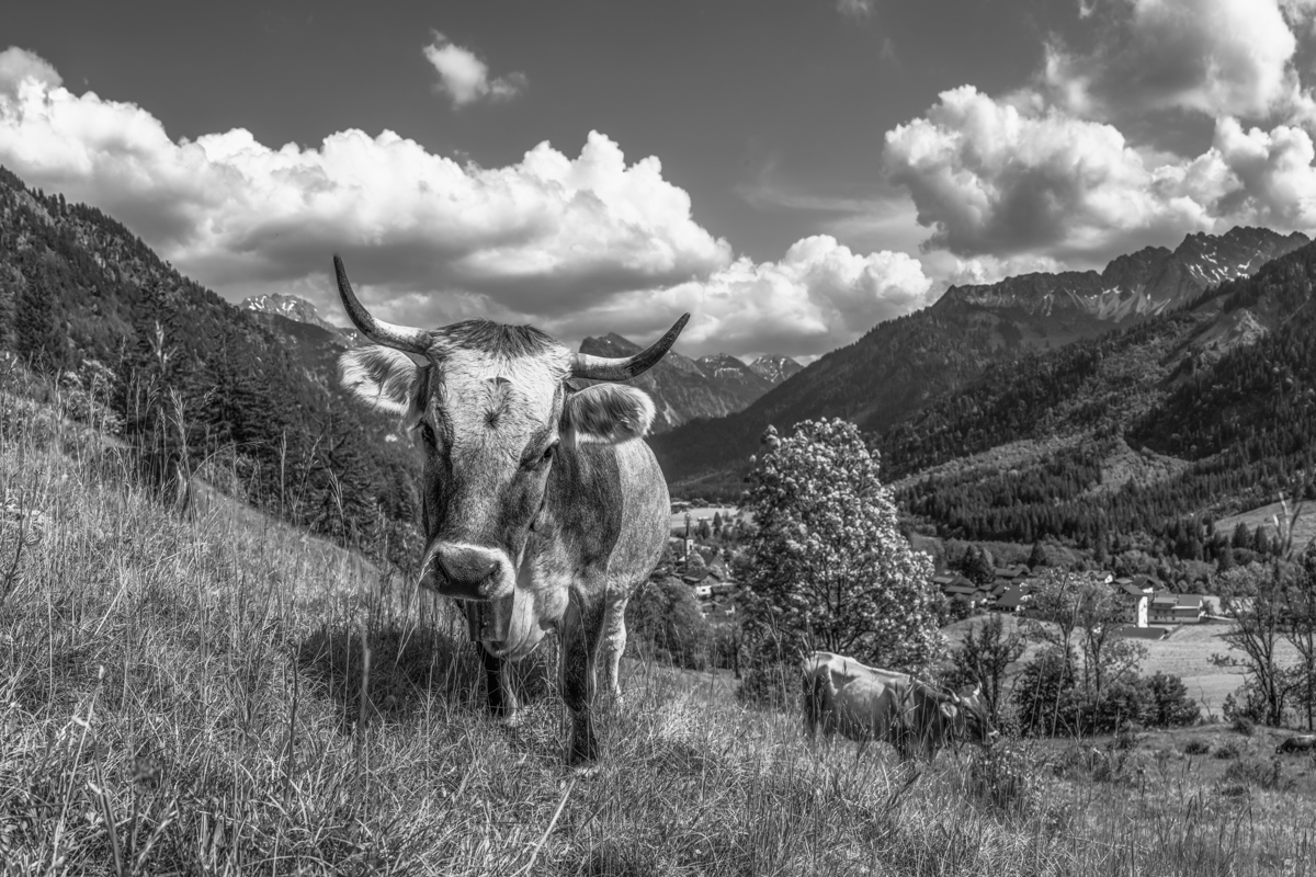 Panorama Allgäu Alpen Berge Kuh Braunvieh Vieh Rind Rinder Kühe Bergsommer sommer