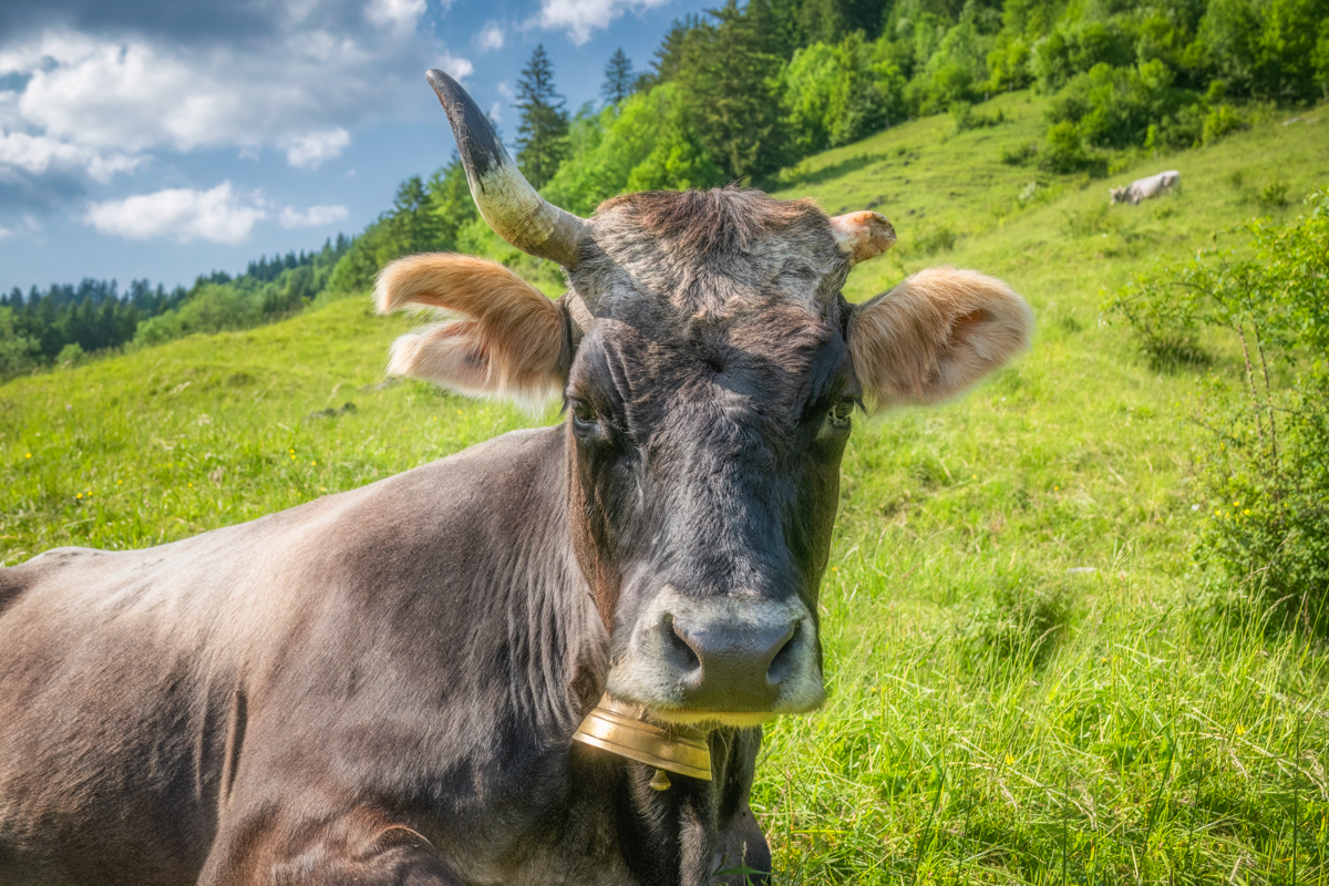 136 Sommer Allgäu Berge Kuh Bild Kuhbilder grün Bad Hindelang Hinterstein