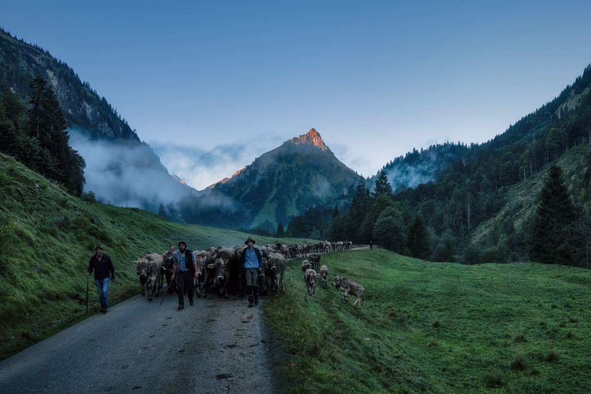 814 Herbst Allgäu Viehscheid Kuh Bild Kuhbilder blau grün