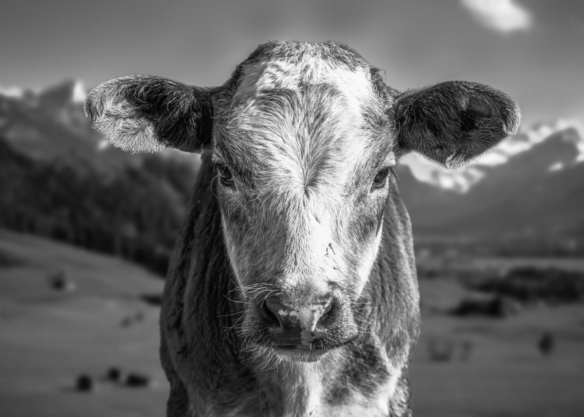 kuhbilder leinwand sepia wandbilder foto kaufen ten Berge Kuh Braunvieh Vieh Rind Rinder Kühe Viehscheid Alp Alm Löwenzahn Frühling Rettenberg Oberallgäu wiesen himmel sonne